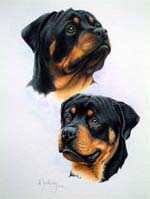 Rotweiler dogs pet portrait